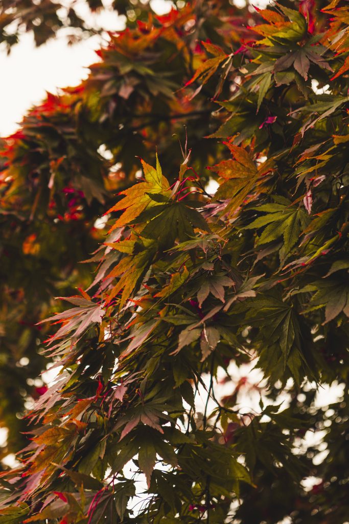 4k ultra hd phone maple tree a7gvf9bhi9hdgsn3