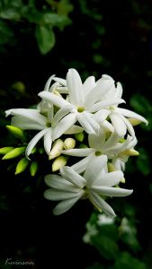 hd wallpaper jasmine flowers graphy vintage thumbnail