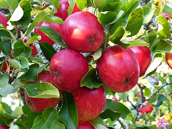 hd wallpaper red apples apples summer leaves garden red fruit thumbnail