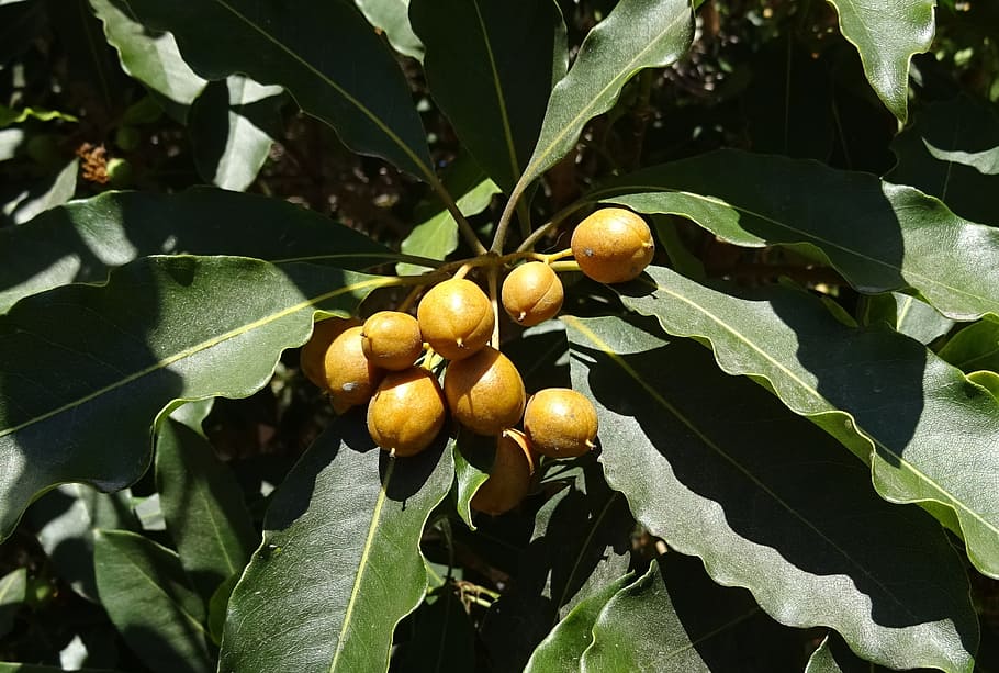 berry spanish cherry medlar bullet wood