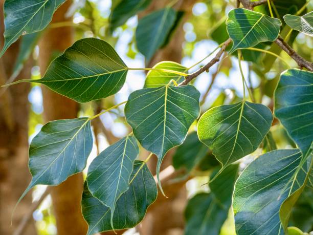 bodhi tree leaves and branches