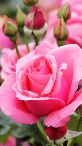bud pink petal flower rose 4k 5k hd flowers 1440x2560