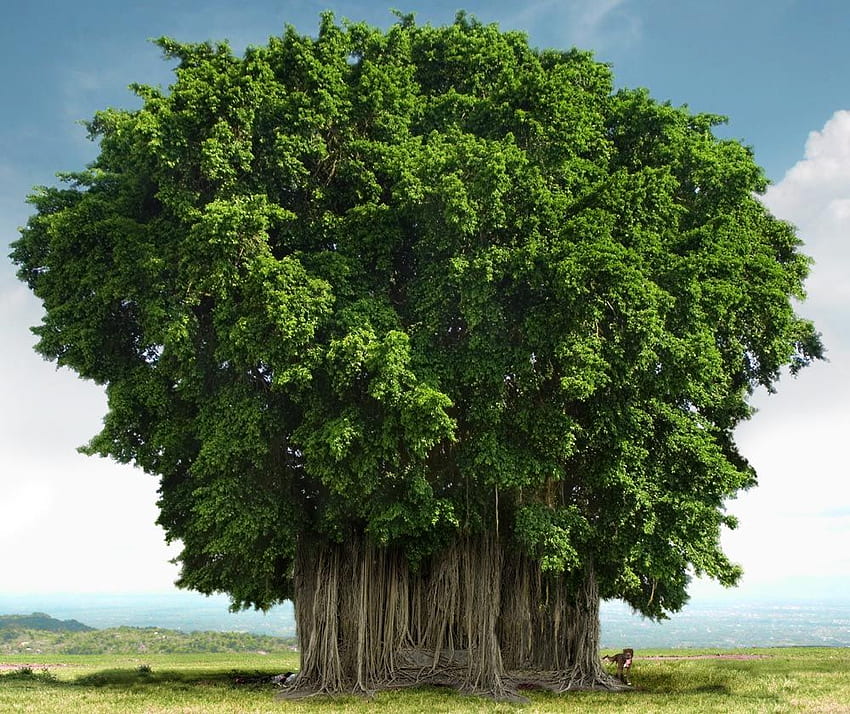 desktop wallpaper banyan tree