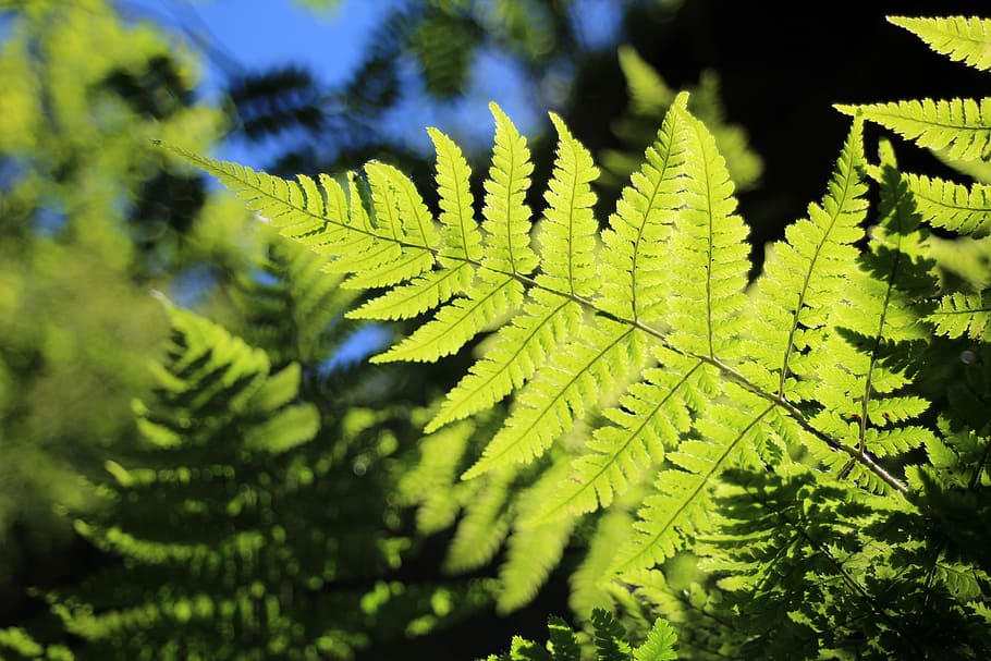 fern green back light plant