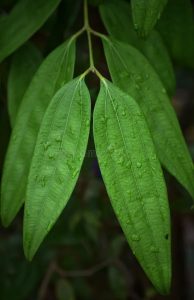 indian spices green bay leaf tej patta green leaves leaves pattern well structure indian spices green bay leaves tej patta 183246029
