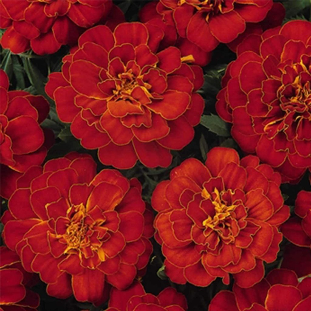 marigold durango red