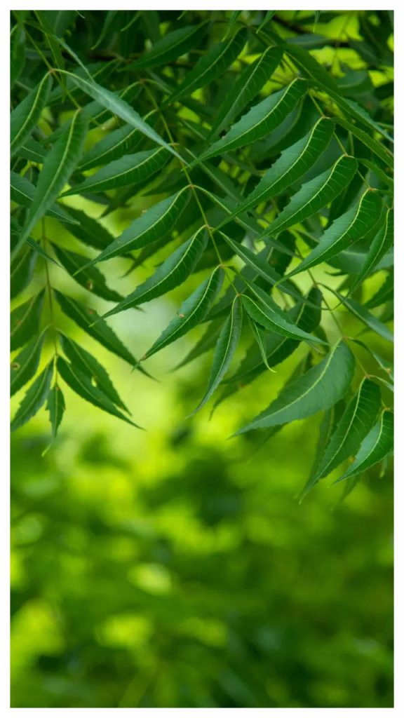 neem 5
