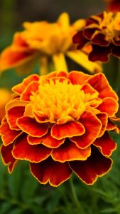 red yellow marigolds flowers petals buds green leaves plants 4k hd flowers 1080x1920